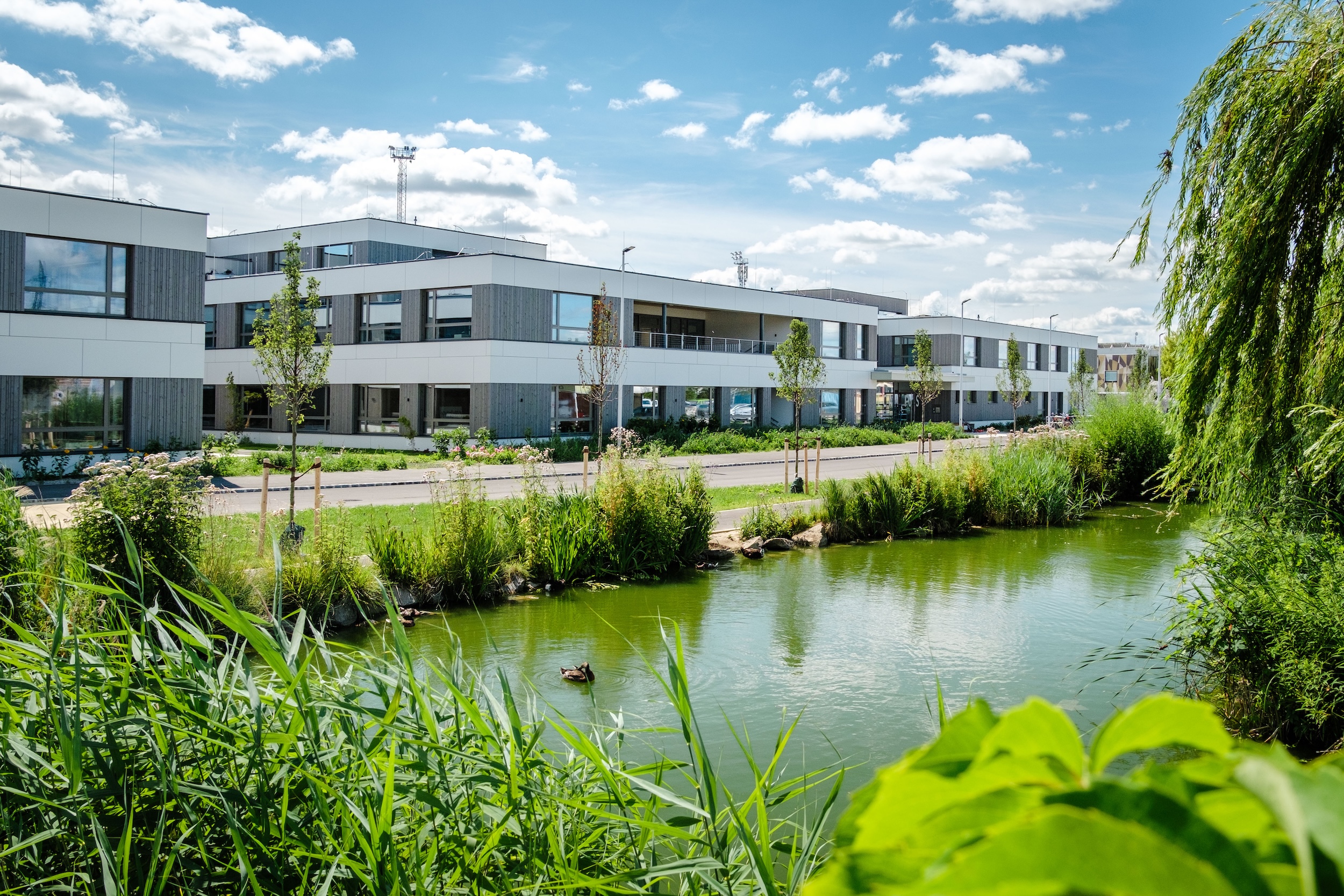 Schulcampus Hollabrunn, Holzbau.